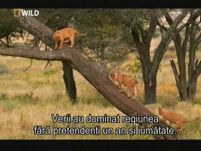 NatGeo Wild Romania